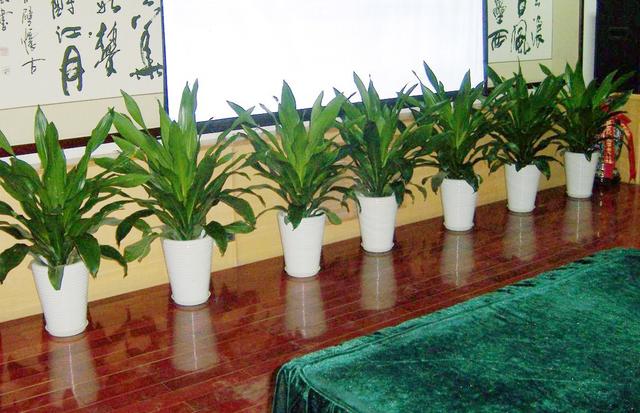 酒店大堂綠植擺組景方案