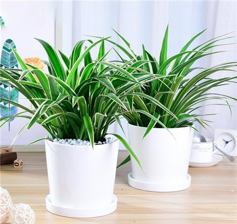 辦公室植物租賃花卉綠植種類的選擇