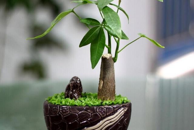 發(fā)財樹的養(yǎng)殖方法與注意事項(xiàng)